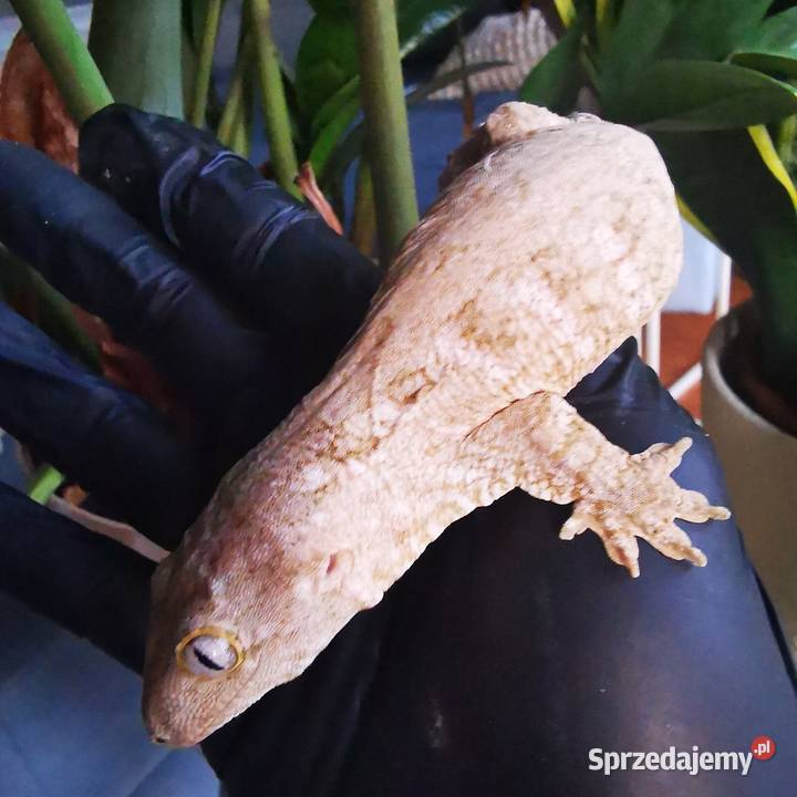 Gekon Olbrzymi Rhacodactylus Lechianus Kraków