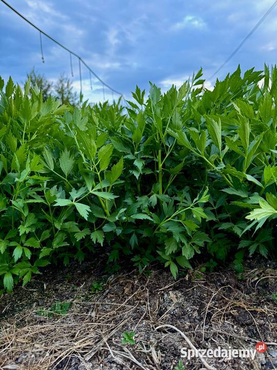 Sprzedam LUBCZYK Duża ilość na pęczki kilogramy Będków