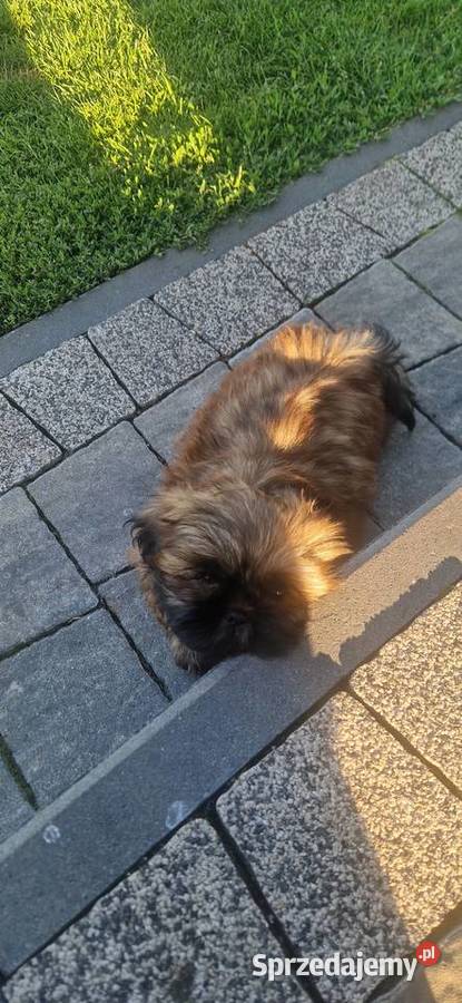 Shih -Tzu