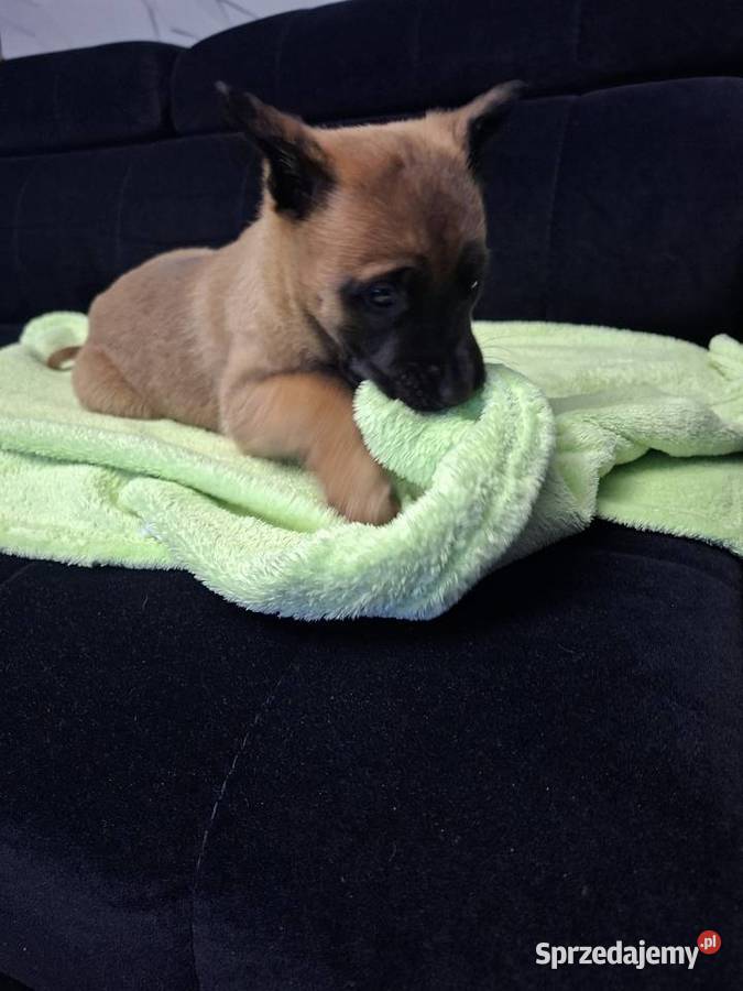 Owczarek Belgijski Malinois Szczeniaki śląskie Częstochowa