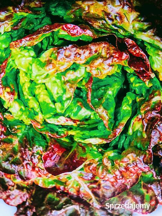 Rosja Dynia bezłupinowa nasiona kolekcjonerskie