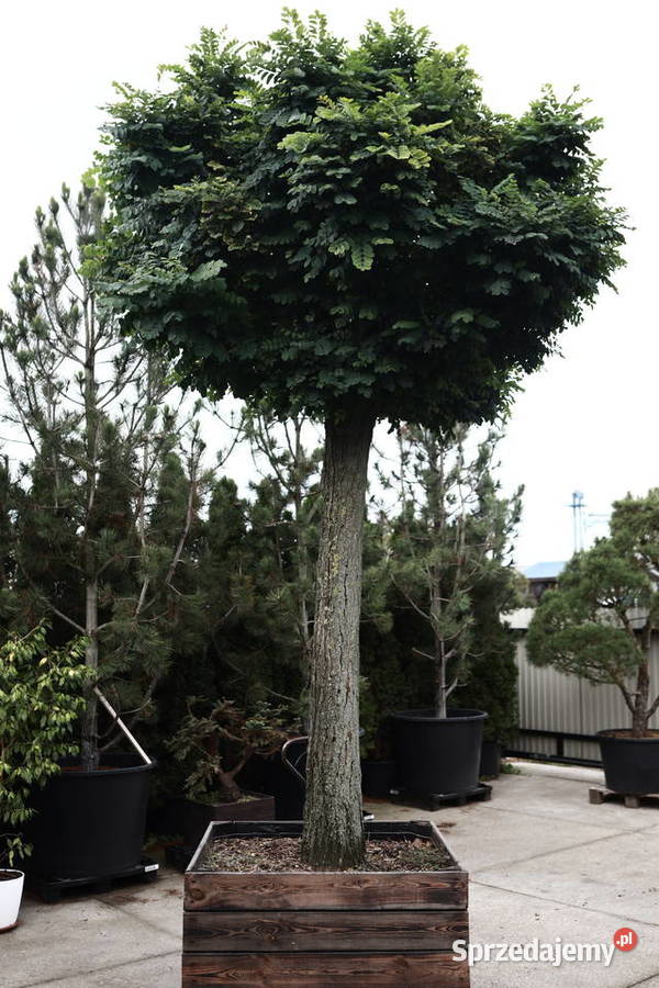 Drzewo Akacja Robinia akacjowa 350 w donicy 500L Skierniewice