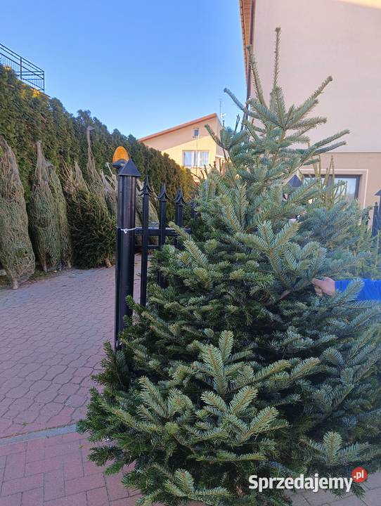 Choinki świąteczne świerk jodła kaukaska Łapy