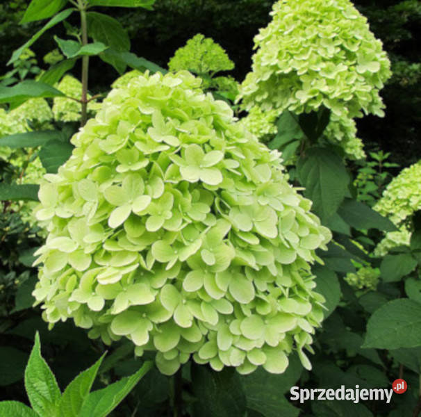 HORTENSJA BUKIETOWA Mojito sadzonki w doniczkach Iglaste Ustronie