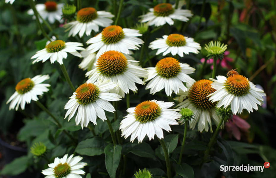 JEŻÓWKA Pow Wow White Echinacea sadzonki w