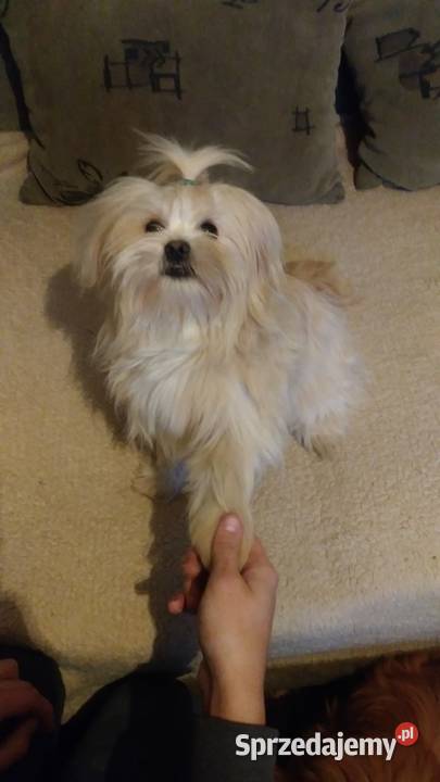 Suczka Shih Tzu Zamość