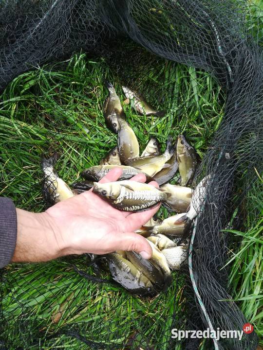 Sprzedam narybek karpia Łukawica