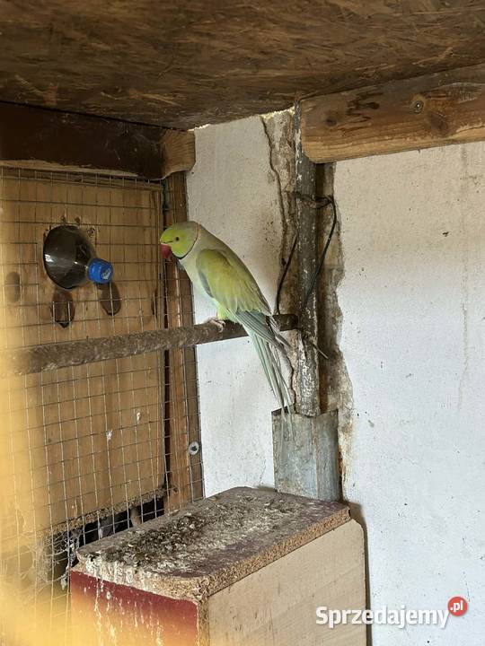 Aleksandretta obrożna samiec Skała