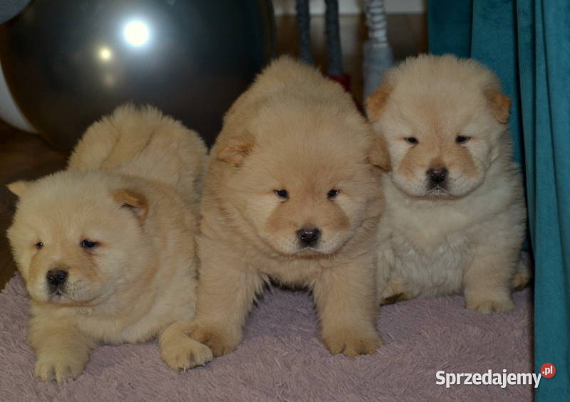 CHOW CHOW RÓŻNE KOLORY ŚLICZNE SZCZENIĘTA Pozostałe Janinów sprzedam