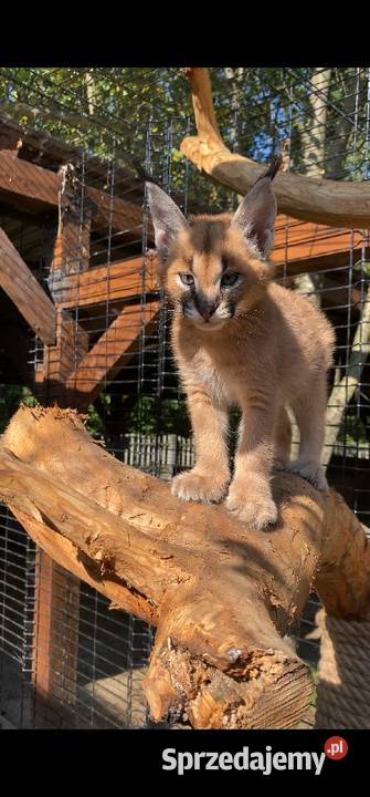 Karakal stepowy caracal młode koty łagodne