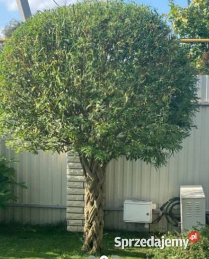 Wierzba pleciona SALIX Drzewko wiklinowe Żywe Gryfino