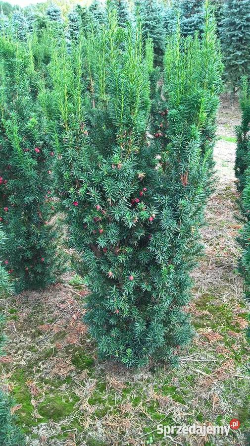 Cis Hicksii Szybkorosnący Wysoki Żywopłot Mszczonów