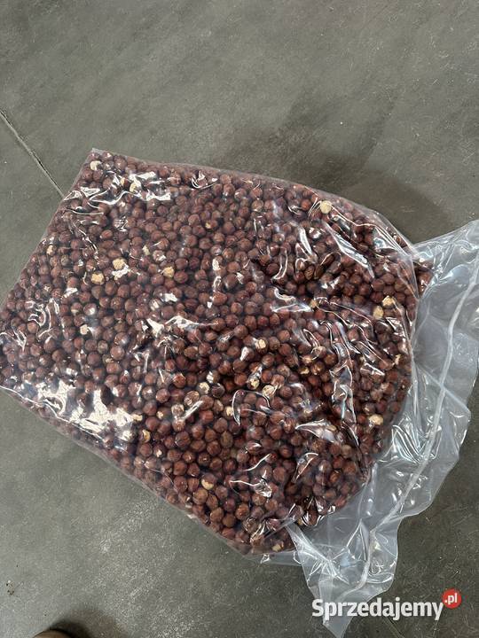 Jadro orzecha laskowego 1315 mm Gruzja podlaskie Białystok