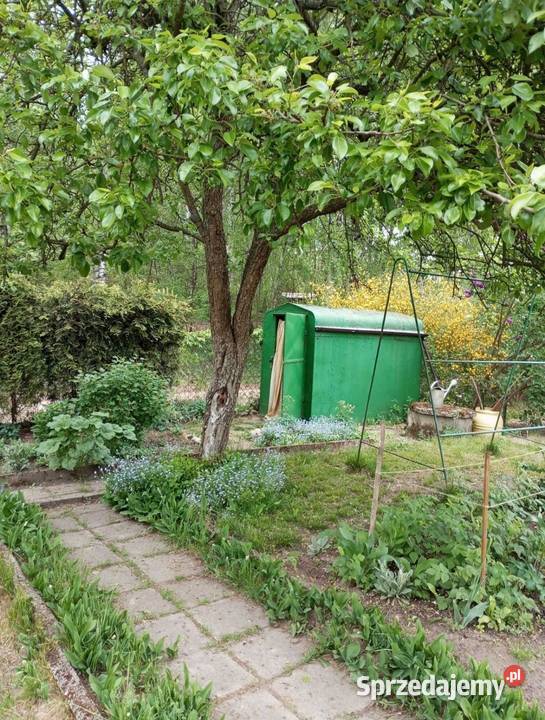 sprzedam działkę ROD Rozmaryn 5zł/m2 kujawsko-pomorskie Rypin