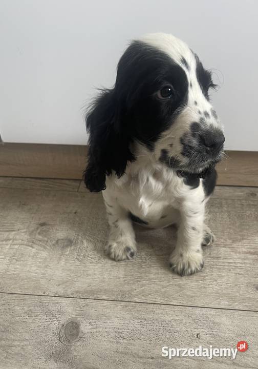Cocker Spaniel Angielski Cocker Spaniel sprzedam