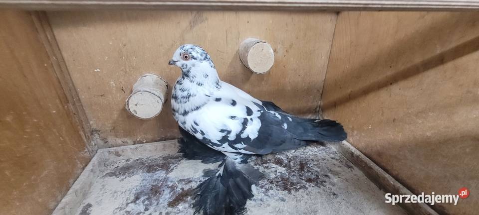Gołębie widyn polski Skierniewice