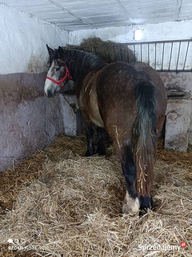 Klacz zimnokrwista mazowieckie Żuromin sprzedam