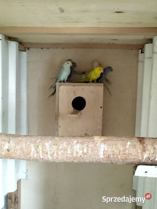 Sprzedam Aleksandręty Rakoniewice