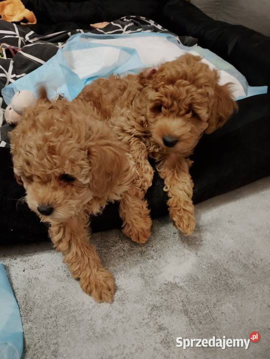 Cudowne Pudle Toy Red