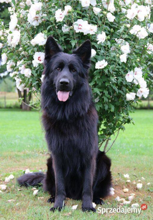 Owczarki Niemieckie Długowłose Choszczno