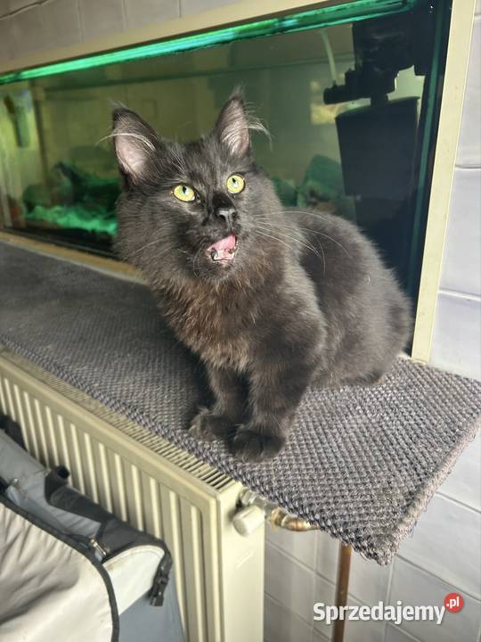 Kocurek Norweski Leśnygotowy do zmiany domu śląskie Rybnik