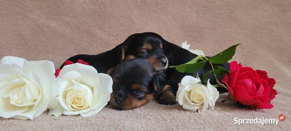 York yorkshire terrier szczeniak pieski suczki łódzkie sprzedam