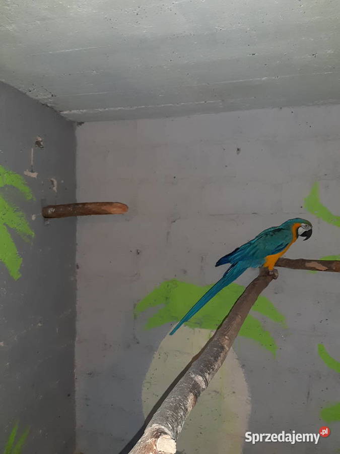 Sprzedam papugi ary Kraków