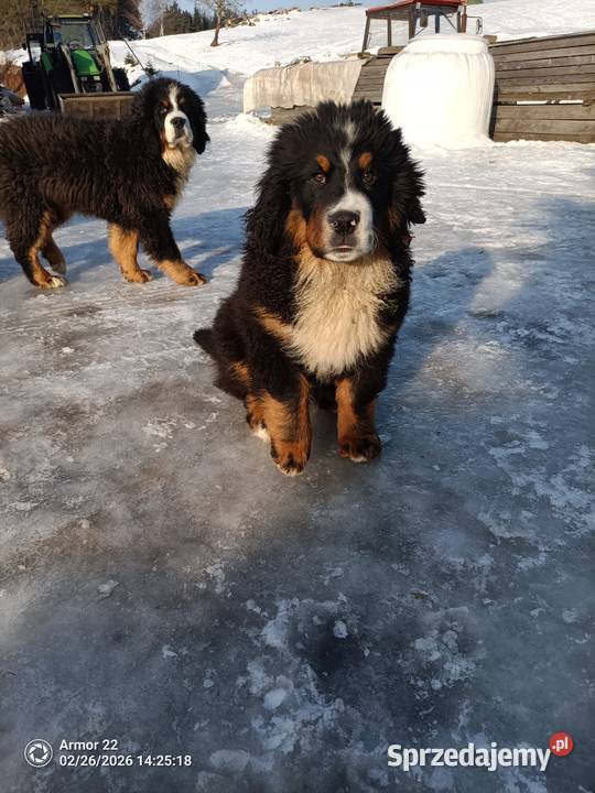 Piesek Berneński Pasterski Jeleniewo sprzedam
