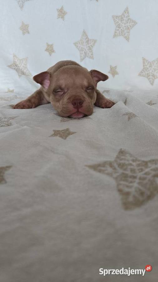 Śliczne szczenięta American Bully Pocket Marle Gdańsk