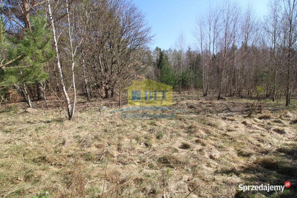 Działka 3002m2 w pięknym miejscu Dąbrowica