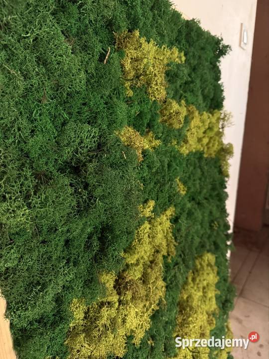 Obraz ze sztucznego mchu 120x80 Starogard Gdański
