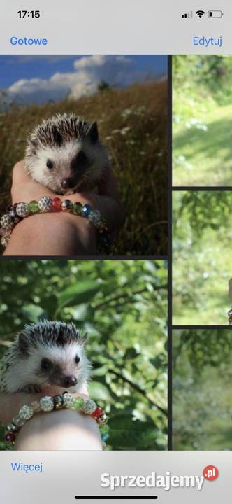 Jeżyk Pigmejski 6miesięczny z rodowodem małopolskie Niepołomice