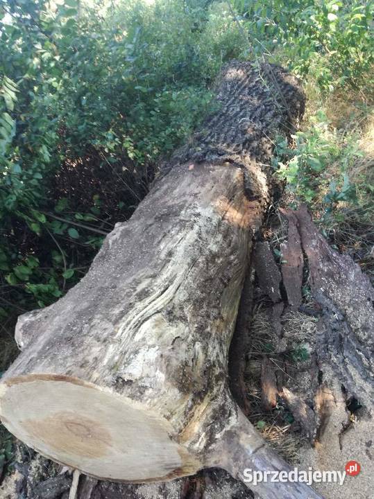 sprzedam dąb Bolesławiec