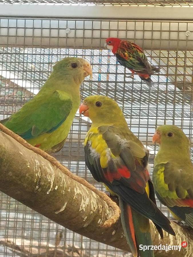 Sprzedam papugi Grodzisk Wielkopolski