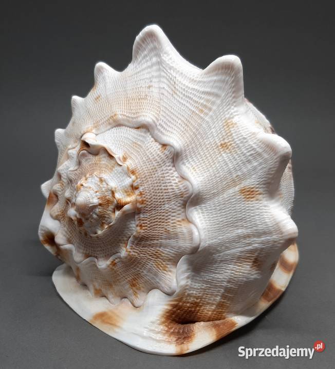 Muszla Przyłbica rogata Lublin