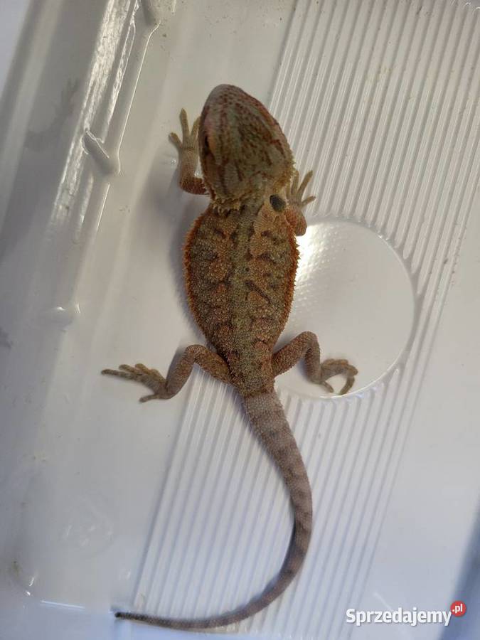 Agama Brodata Red Sklep Zoologiczny Katowice