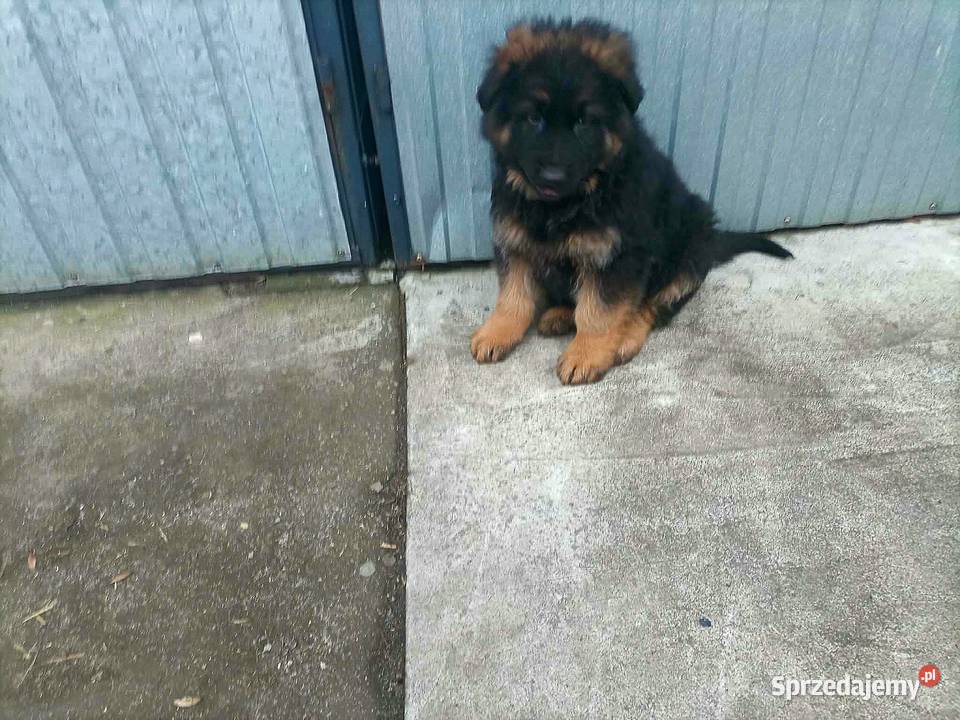 Owczarek niemiecki szczeniak