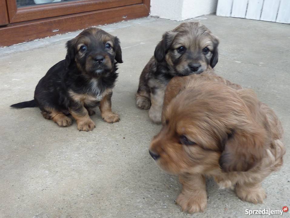 Oddam miłe szczeniaki Nowe Brzesko