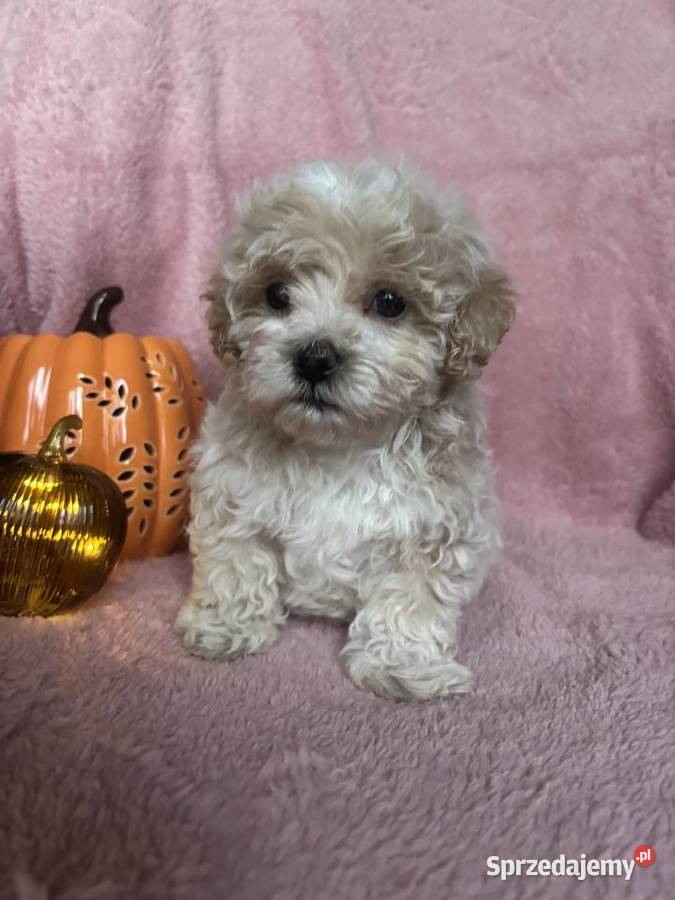 Piesek Maltipoo F1 beżowy sprzedam