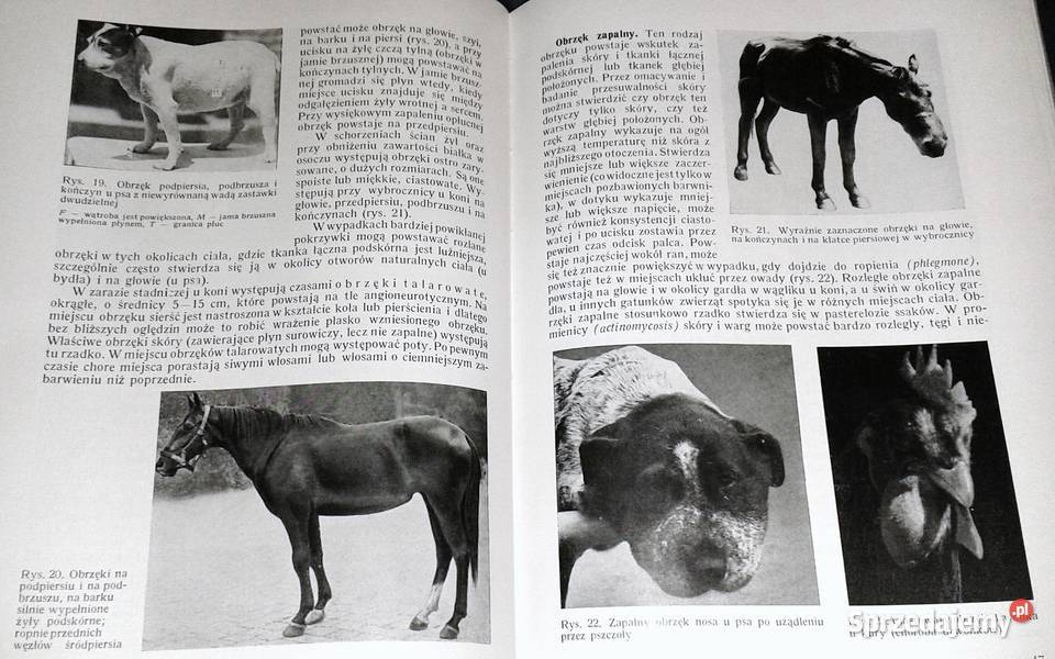 Weterynaryjna diagnostyka kliniczna Janos Mocsy lubelskie