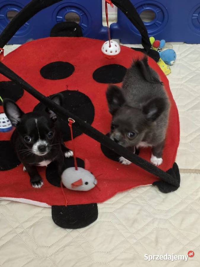 Chihuahua sunia krótkowłosa Łódź sprzedam