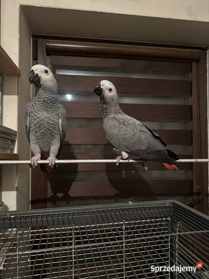Papugi ŻAKO ręcznie karmione Janowiec Wielkopolski