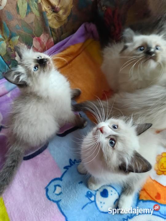 Kocięta ragdoll z rodowodem pomorskie