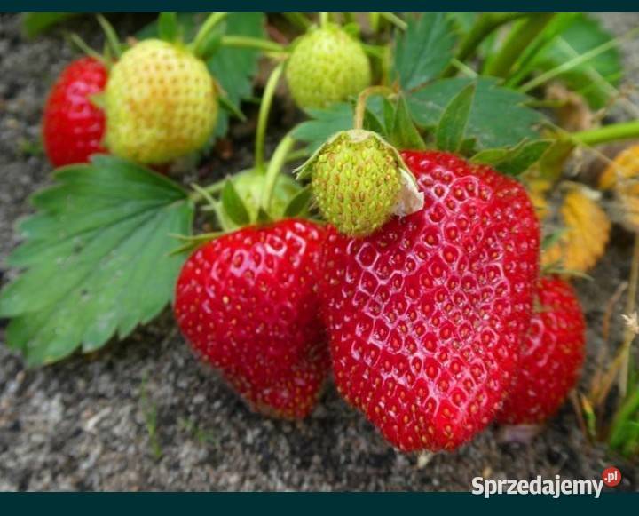 Buziaczki truskawek sprzedam Szymanów sprzedam