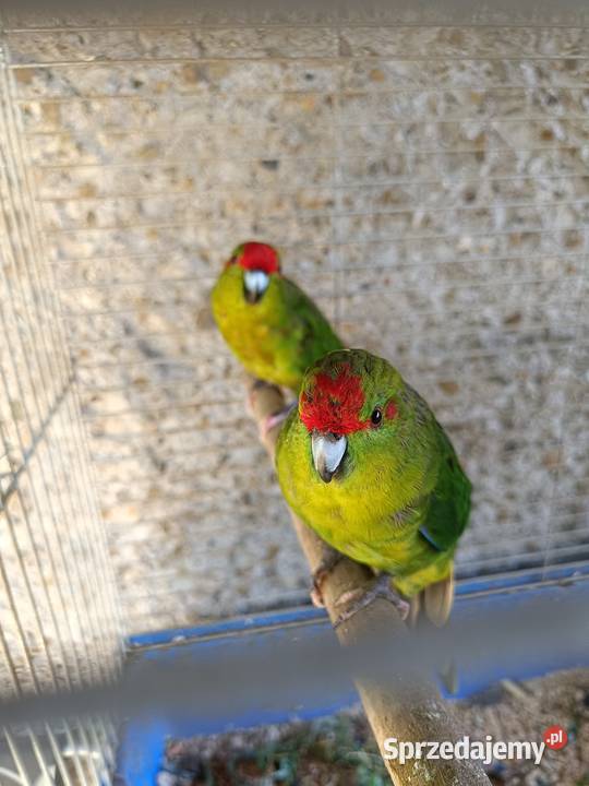 Papugi kozie modrolotki para