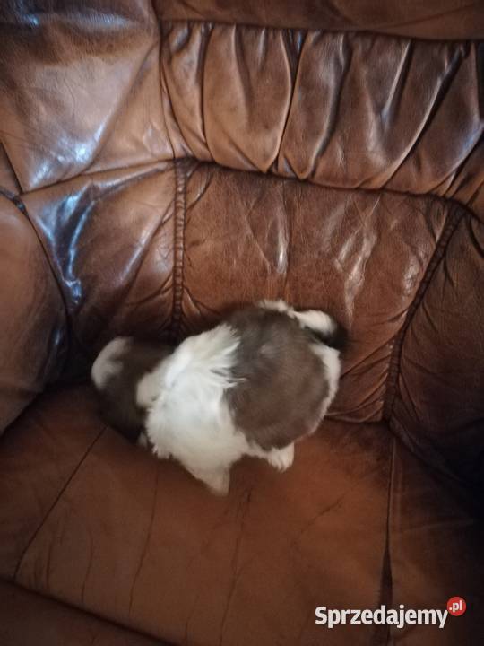 shihtzu samce warmińsko-mazurskie Ełk