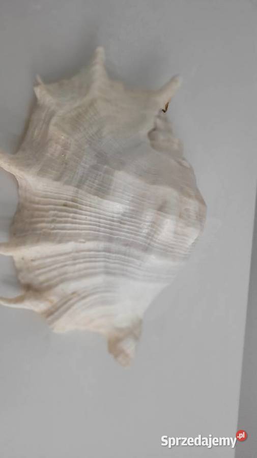 Duża muszla podlaskie Ciechanowiec