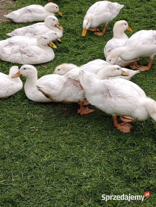 Tuszka kaczki Pekin Płońsk