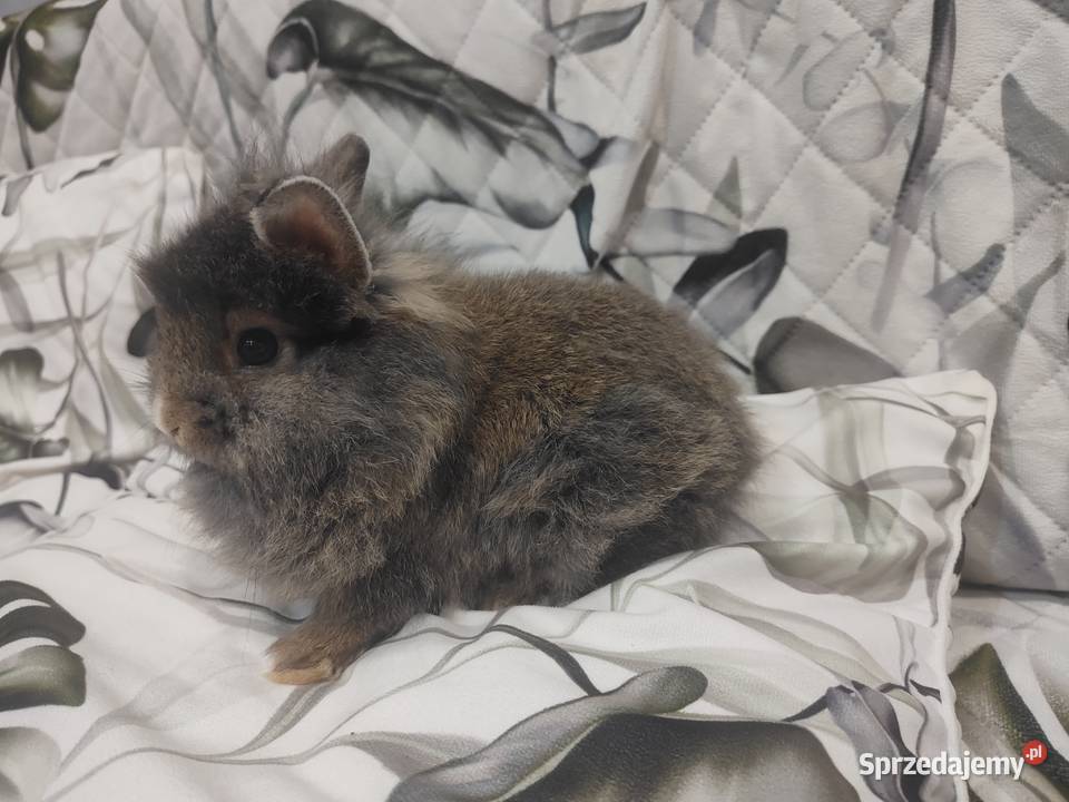 Królik miniaturka baranek lewek samiczka samiec Łodygowice
