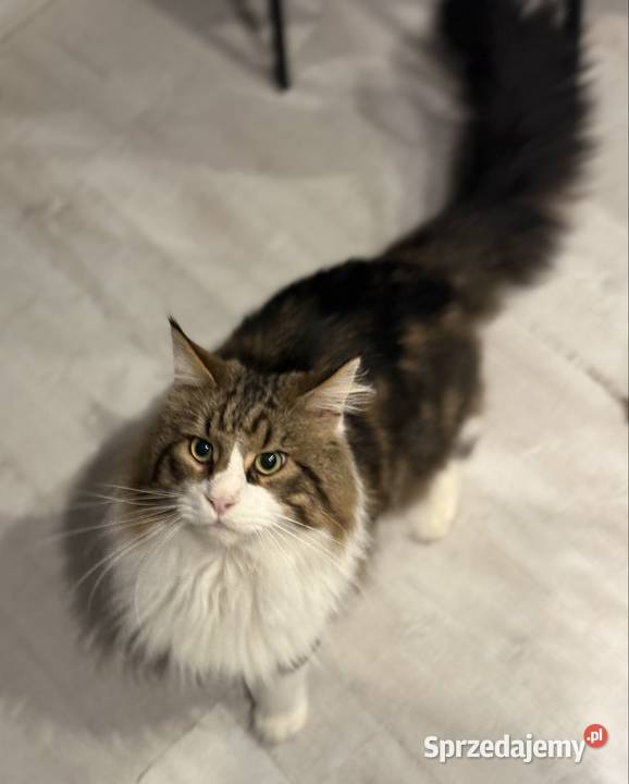 Maine Coon reproduktor Ścinawa